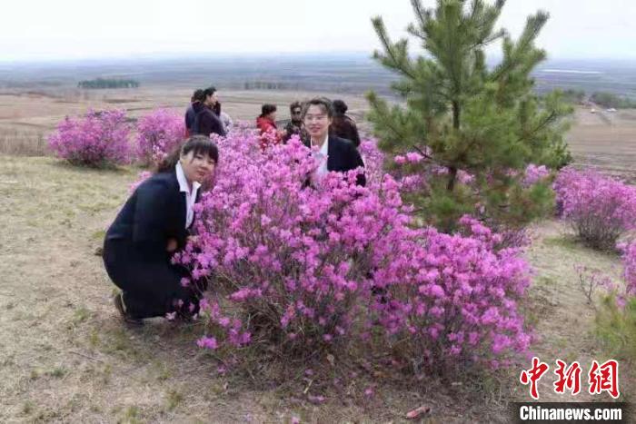 游人在映山红边拍照。