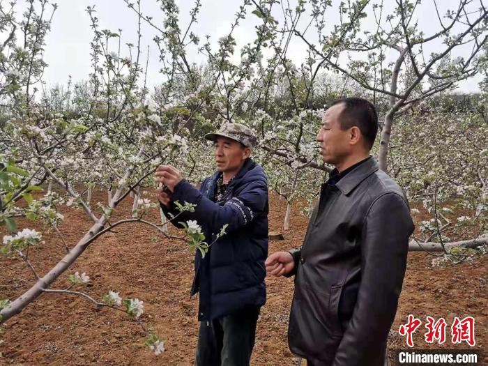 村民刘永升正在为苹果树疏花。　范丽芳 摄