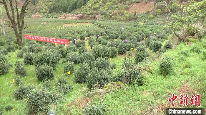 4月3日，黄山市祁门县箬坑乡祁眉红茶的核心产区内，数十位茶农正在“村企合作”的茶园里采茶。　刘鸿鹤 摄