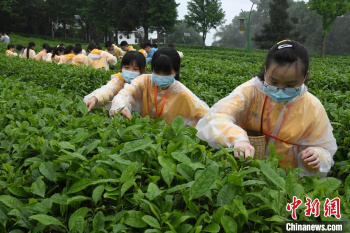 图为两岸青少年在茶山体验采茶。　周毅 摄