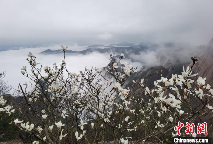 3日，黄山风景区云雾缭绕 张涛 摄