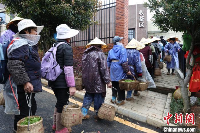 茶农来到收茶区称重结算。　李卓林 摄