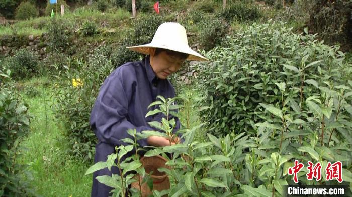 4月3日，黄山市祁门县红旗村村民芦明秀正在茶园里采茶。　刘鸿鹤 摄