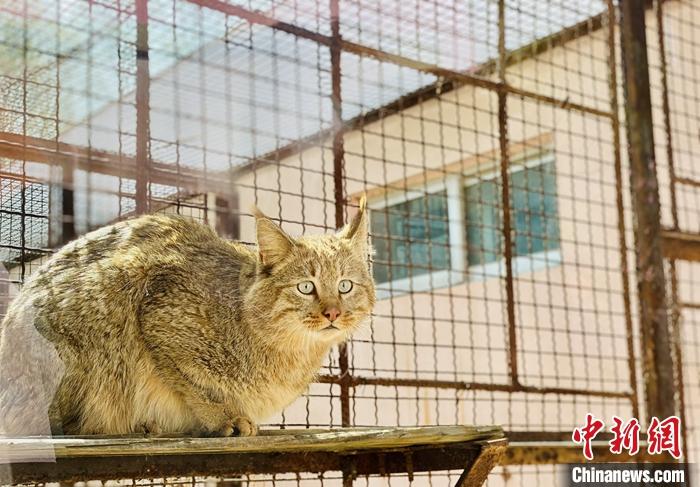 4月21日，在西宁野生动物园小型猫科馆内的荒漠猫 。当日，青海省野生动物救护繁育中心(西宁野生动物园)向外表示，该中心2020年10月19日在青海海北藏族自治州门源县救助的荒漠猫成为全球唯一一只人工圈养的个体，目前健康状况良好。中新社记者 李江宁 摄