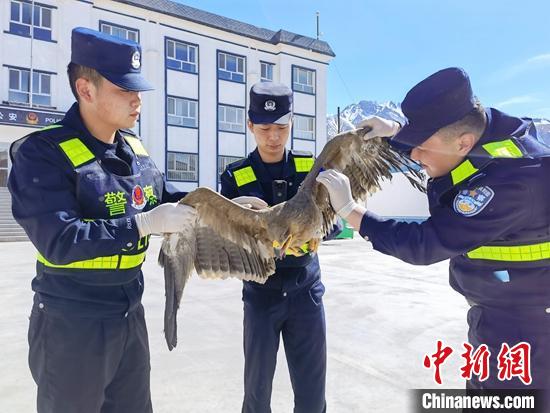 民警为受伤金雕包扎。　李展朋 摄