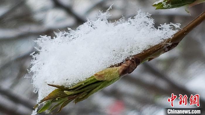 图为积雪覆盖了刚发芽的植物。　武喜君 摄