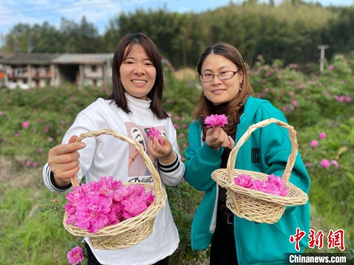 樟洋村上万棵药用玫瑰引爆乡村游。　林春茵 摄