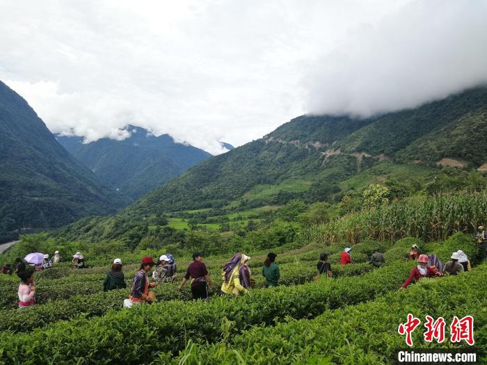 图为墨脱县德兴乡驻荷扎村村民在茶园采茶。　墨脱县委宣传部供图 摄