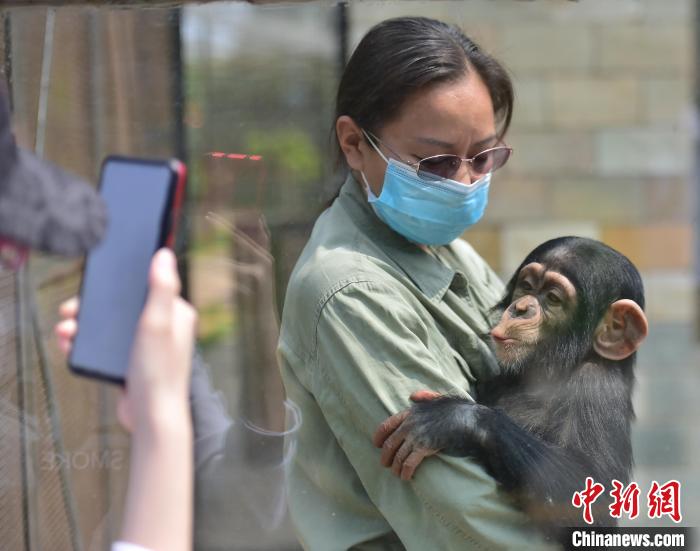 猩猩宝宝与游客见面 翟羽佳 摄