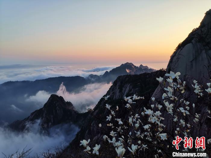 4月4日，黄山晚霞、木兰和云海景观 凌强 摄