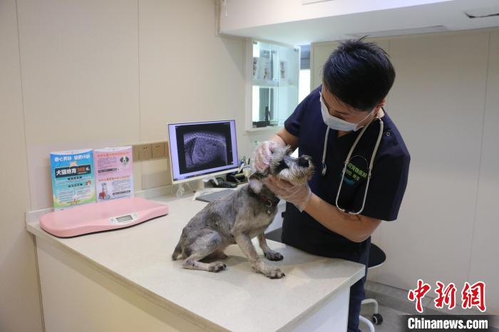 宠物医生给宠物做检查。　林馨 摄