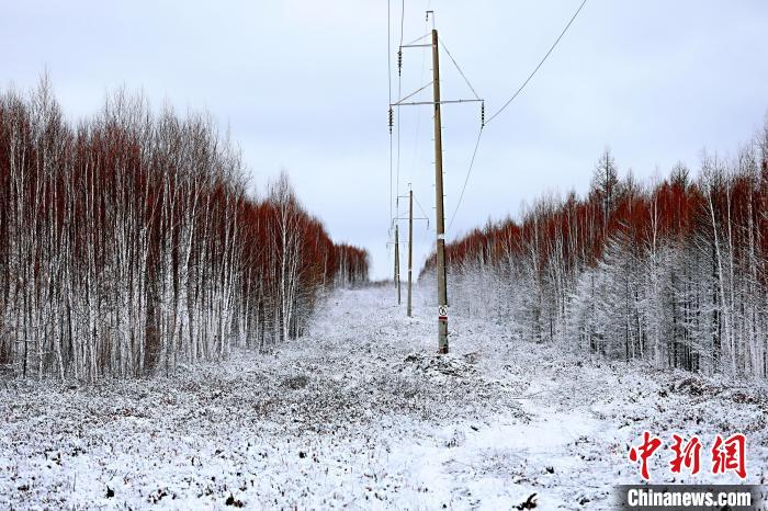 树枝上地面上都积着一层白雪。　王景阳 摄