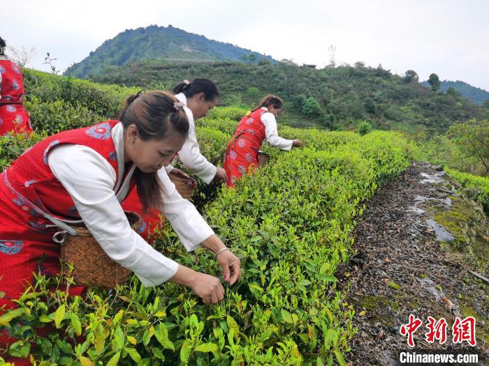 图为墨脱县德兴乡驻荷扎村村民在茶园采茶。　墨脱县委宣传部供图 摄