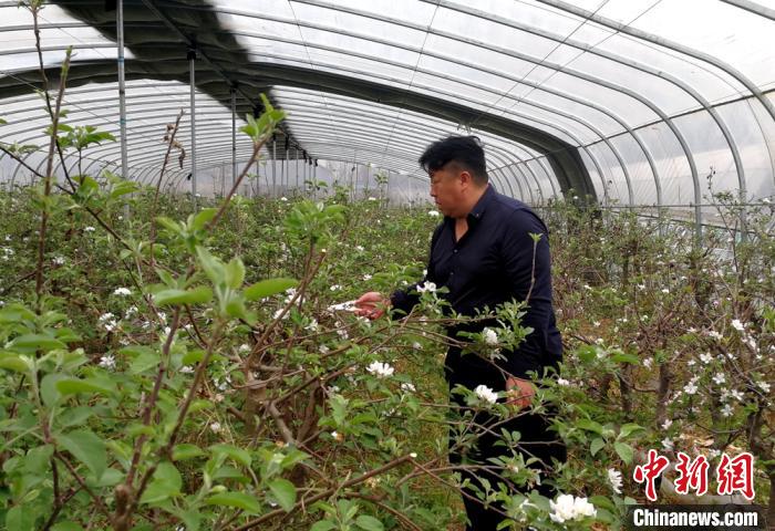 乡村振兴技艺师戴维哲忙碌在盆栽苹果示范园。　朱志庚 摄