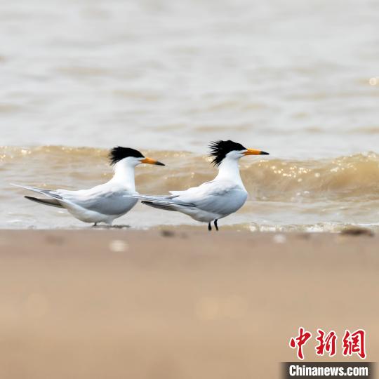 中华凤头燕鸥。　肖炳祥 摄