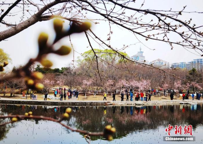 3月18日，市民和游客在北京玉渊潭公园观赏樱花。随着春暖花开，到公园踏青赏花的游客市民逐渐增多，玉渊潭公园也在做好疫情防控的基础上，将于3月20日开启春季赏花文化活动。据介绍，目前玉渊潭公园可供游客观赏的樱花达到40余个品种近3000株，成为北方地区最大的樱花观赏园之一。 中新社记者 杜洋 摄