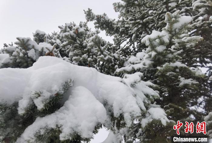 图为室韦苏木普降大雪。　吕昊俊 摄