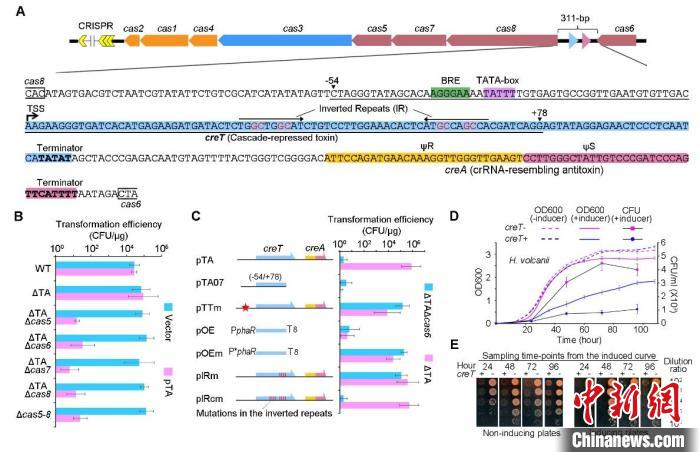 creTA在CRISPR-cas基因簇中的位置及功能分析。中科院微生物所 供图 中科院微生物所 供图 摄