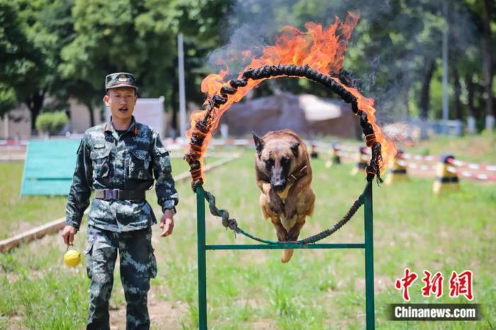 图为军犬跨越火圈障碍。武警贵州总队机动支队供图