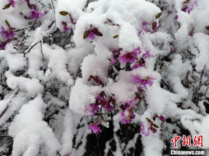 图为呼伦贝尔地区迎降雪。　郭启明 摄