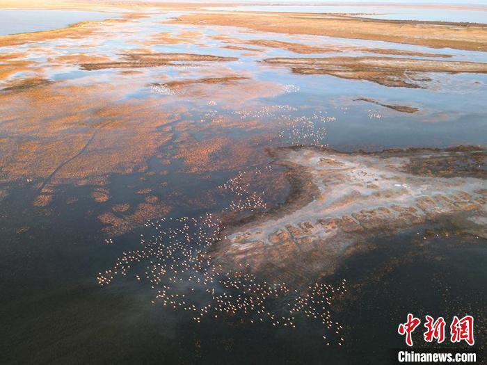 白鹤在湿地觅食。　潘晟昱 摄