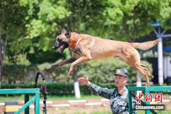 图为军犬进行障碍训练。武警贵州总队机动支队供图