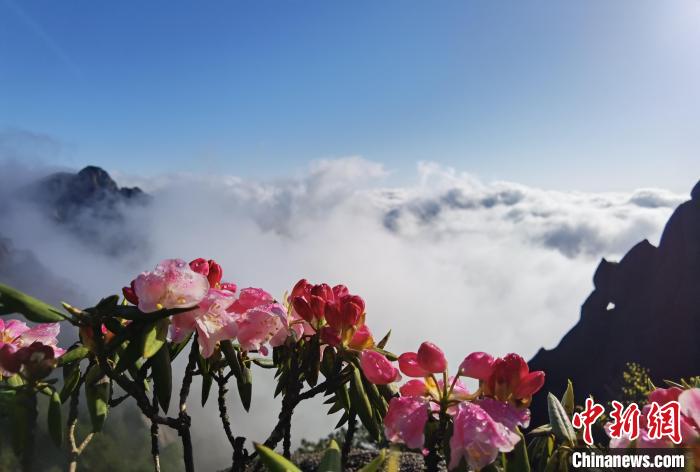 黄山杜鹃是安徽省省花，生长在黄山之巅的它，有着和黄山松一样坚韧不拔的品质和精神。　黄景萱 摄