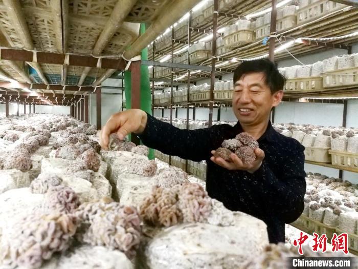 李加祥近几年培育成功的猴脑菌，是他30多年的培育菌种工作中最值得骄傲的作品。　朱志庚 摄