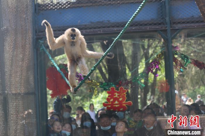 5月2日，济南动物园长臂猿“旺旺”与来自天津动物园的雄性长臂猿“圆圆”正式结为“夫妻”。　郭玲 摄