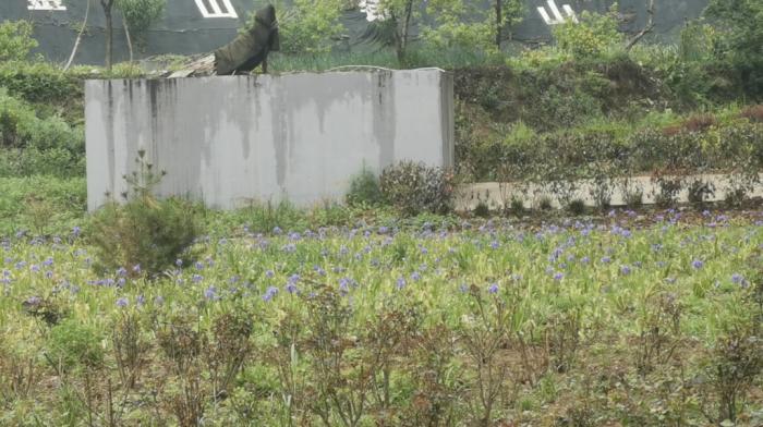 种上了没有净化功效的鲜花的霍村人工湿地(生态植物塘)和塔式生态滤池。新华社记者 刘诗平摄