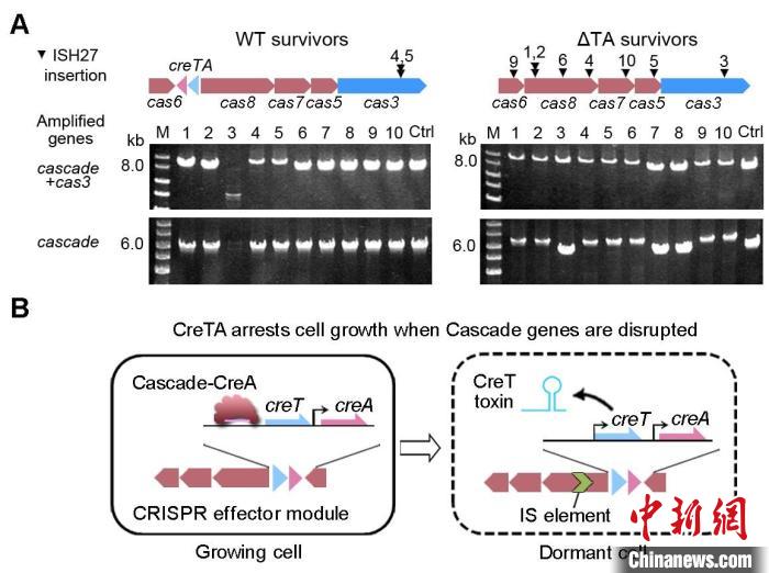 CreTA保护Cascade基因簇的遗传稳定性。中科院微生物所 供图 中科院微生物所 供图 摄