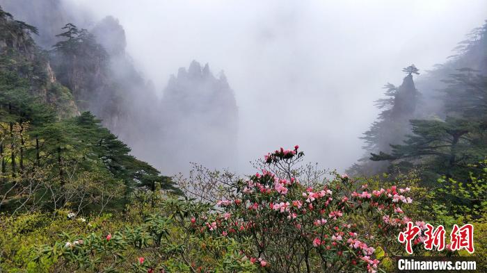 黄山杜鹃盛开在云谷间。　黄景萱 摄