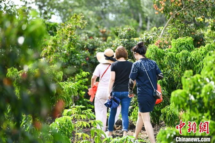 游客到荔枝园采摘。凌楠 摄