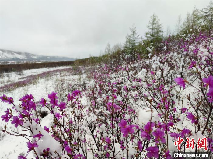 图为呼伦贝尔地区降雪。　郭启明 摄