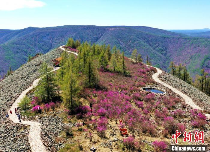 图为阿尔山的杜鹃花海一景。　朱明红 摄