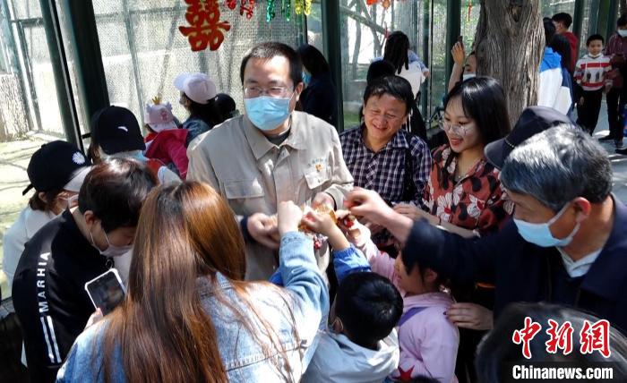 5月2日，济南动物园长臂猿“旺旺”与来自天津动物园的雄性长臂猿“圆圆”正式结为“夫妻”。　杨飞 摄