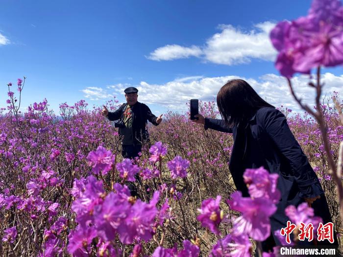 图为游客在杜鹃花海中流连忘返。　张玮 摄