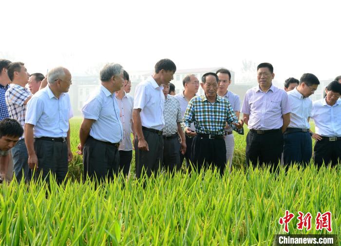 资料图：2015年8月，袁隆平考察光山县超级水稻试验田。　 河南农业大学供图