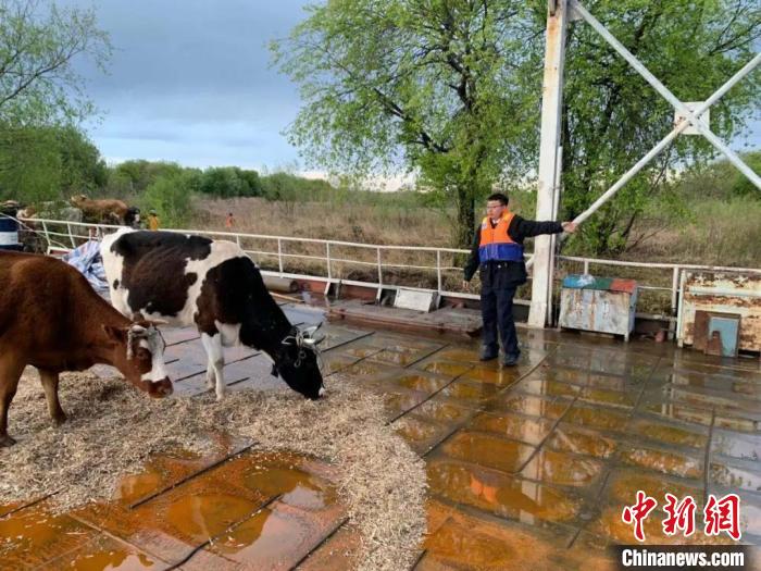 投喂饲料吸引牛群上船。　黑河海事局 提供