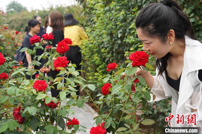 图为游客品味南阳月季的花香 黄钰涵 摄