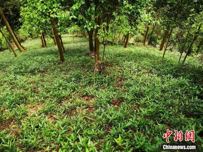 浙江黄岩上郑乡一处林下种植中药材。范宇斌 摄