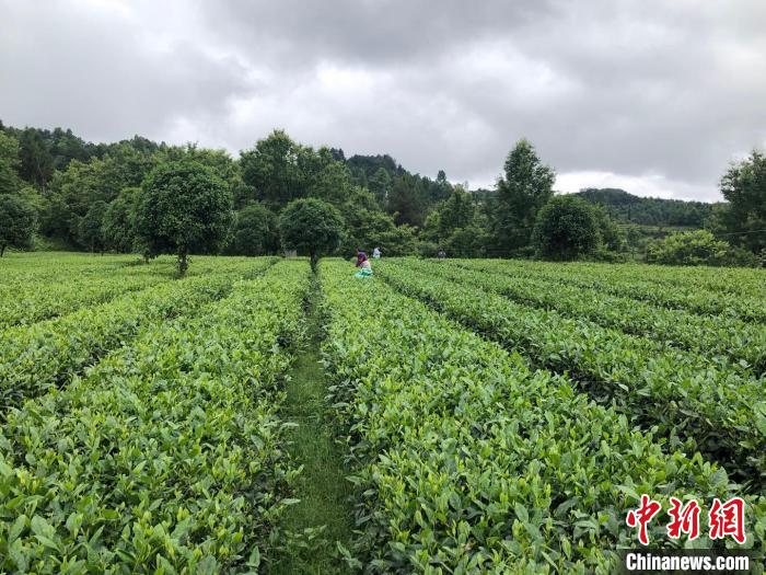 图为凤冈县蜂岩镇桃坪村的茶园。　受访者供图