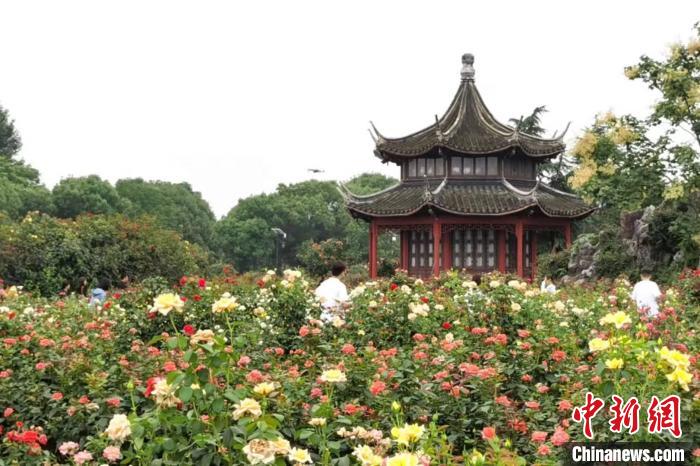 图为游客在南阳月季博览园赏花 黄钰涵 摄