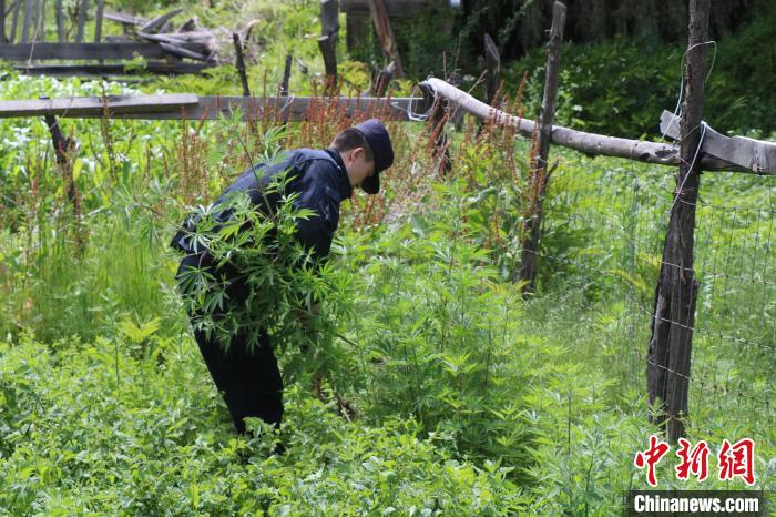 图为里龙边境派出所民警正在对毒品原植物进行铲除。里龙边境派出所民警供图 里龙边境派出所民警 摄