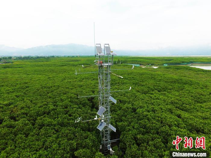 资料图：厦大位于漳江口红树林湿地生态系统野外科学观测研究站的涡度通量观测系统。　厦大供图