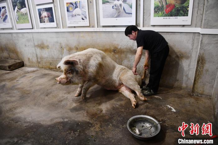 专职饲养员龚国成正在为“猪坚强”喂食。(资料图) 张浪 摄