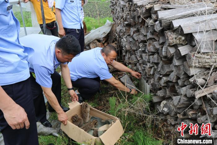 民警在柴火垛救助小豹猫。　大古洞派出所供图