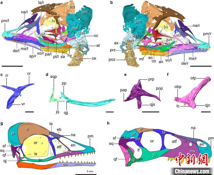 反鸟类头骨面部骨骼CT复原，显示其具有主龙类原始的双颞孔结构。　王敏 供图