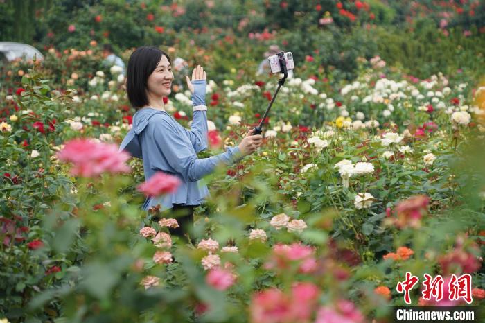 图为游客在南阳月季博览园花海中自拍 阚力 摄