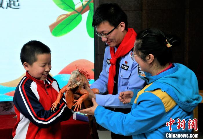 图为小桥大街小学学生近距离接触活体绿鬣蜥。　马铭言 摄